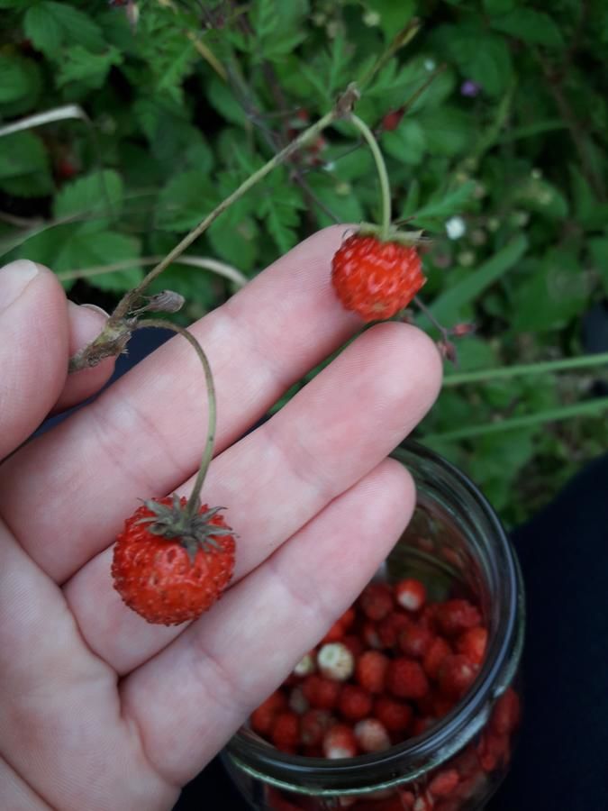 Загородные дома Sadyba Cherry Пилипец