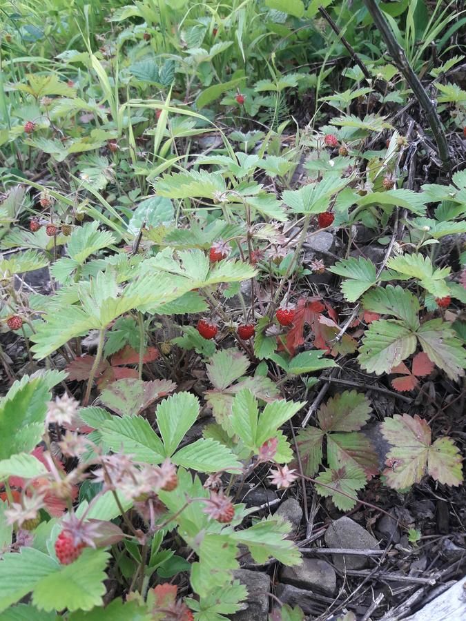 Загородные дома Sadyba Cherry Пилипец